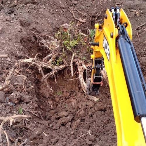 Digger removing tree stump from ground